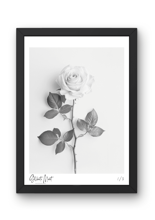 Kunstdruck - Weiße Rose in Schwarz-Weiß 001 - Gilberto Morét