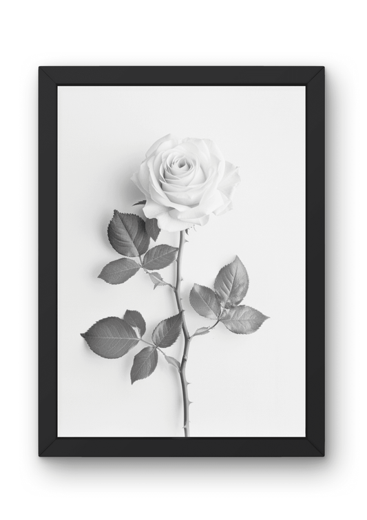 Hahnemühle Fine-Art Kunstdruck - Weiße Rose in Schwarz-Weiß 001 - No Border