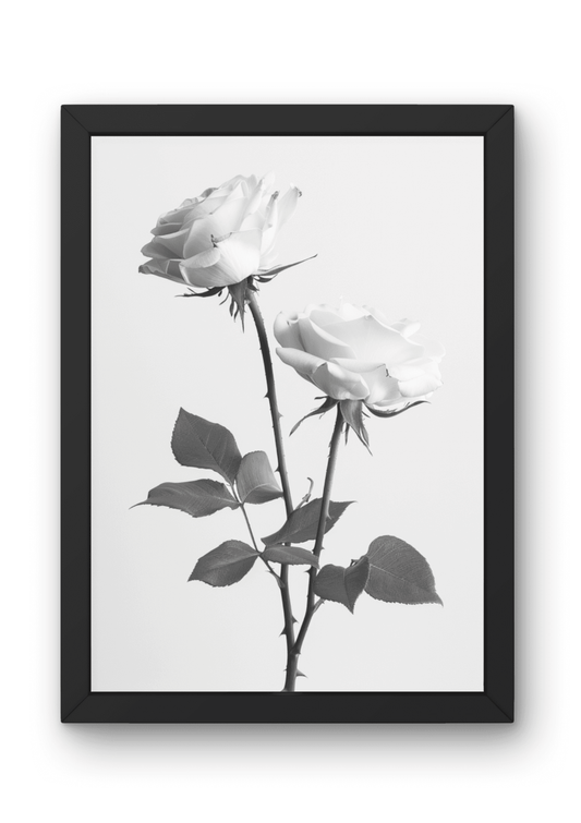 Hahnemühle Fine-Art Kunstdruck - Weiße Rosen in Schwarz-Weiß 002 - No Border